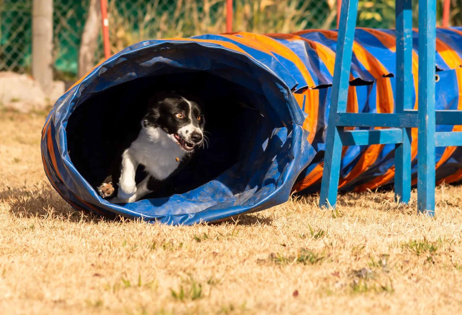 Bordercollie tulee agilityputkesta harjoituksessa