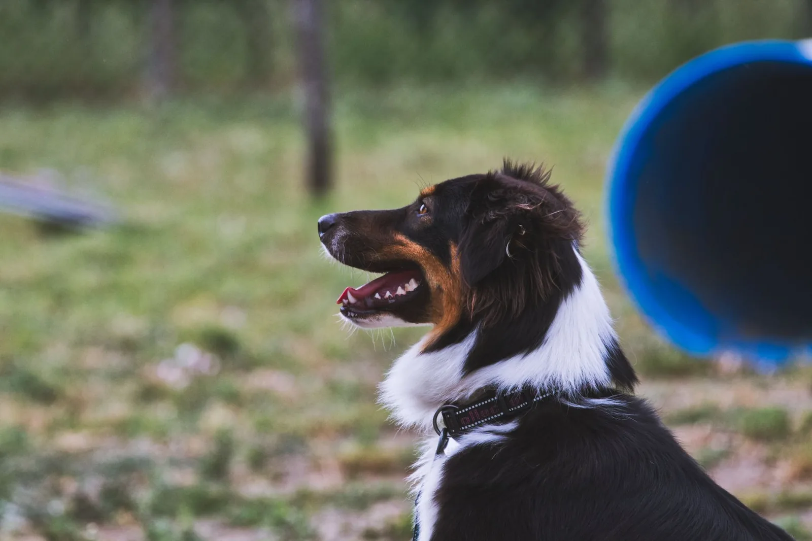 Bordercollie agilityradan laidalla odottamassa ohjausta