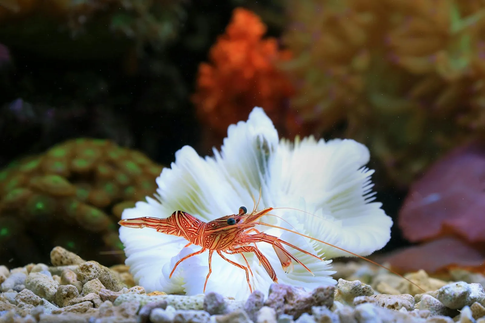 Akvaariokatkaravut lisääntyvät parhaiten rauhallisessa lajialtaassa, jossa poikasille on sammalta ja suodattimen imu on suojattu