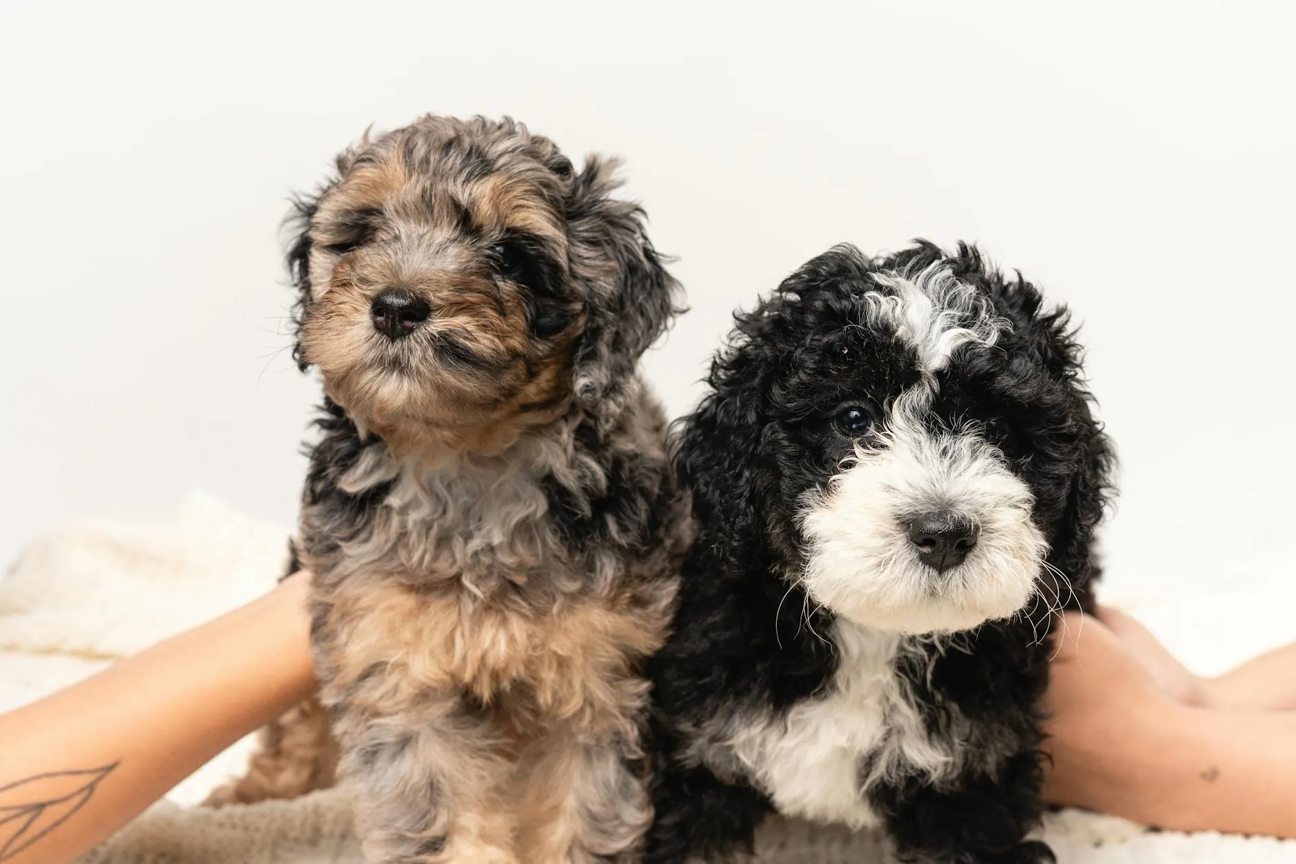 Koiran terveys rotukohtaisesti – Berninpaimenkoira