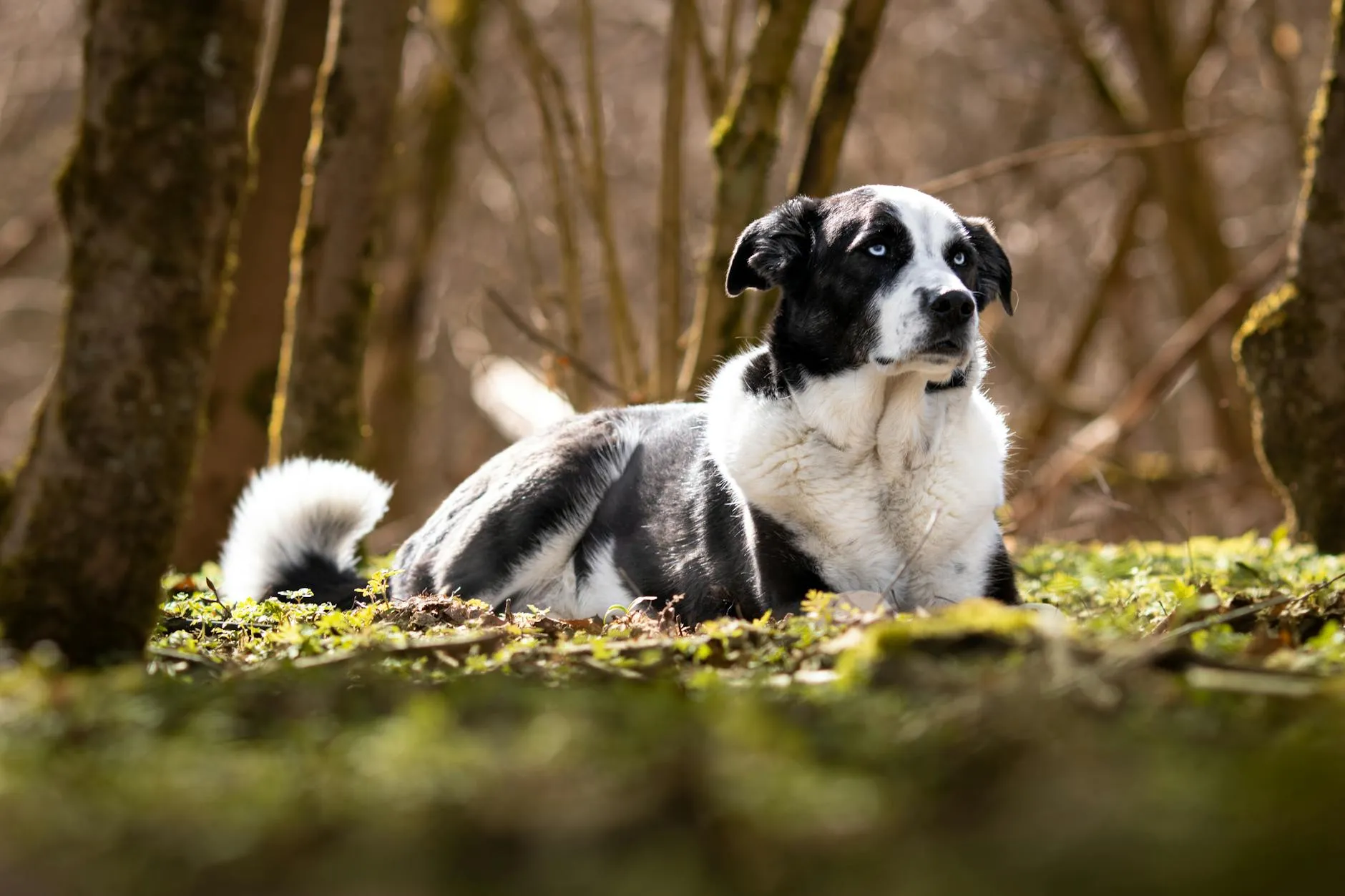 Bordercollien terveys – rotutyypilliset sairaudet ja ennaltaehkäisy