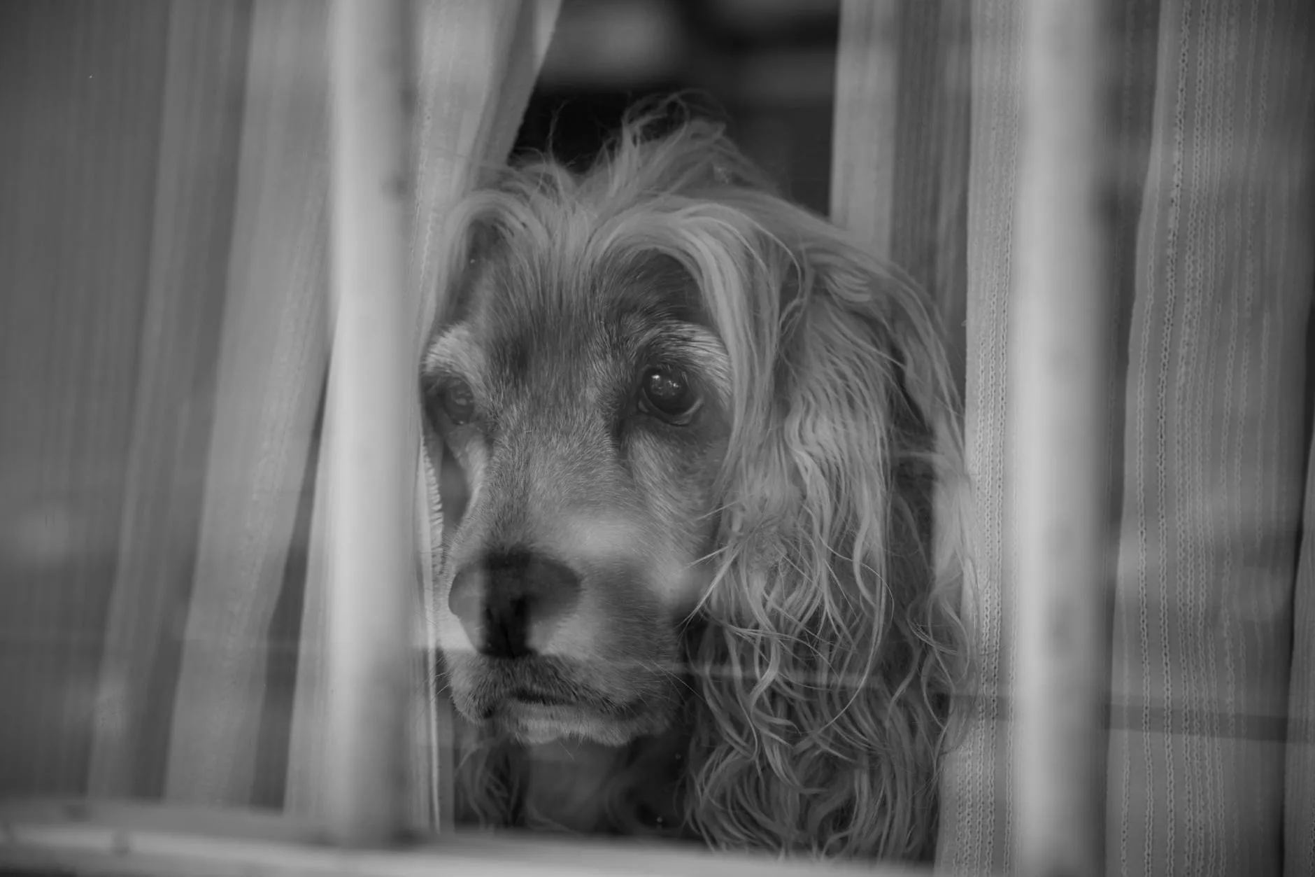 Koiran terveys rotukohtaisesti – Cocker Spaniel