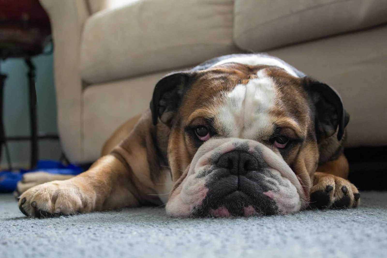 Englanninbulldoggin arki toimii parhaiten maltillisella liikunnalla, painonhallinnalla ja kuumuuden välttämisellä, ei sankarilenkeillä hellepäivänä