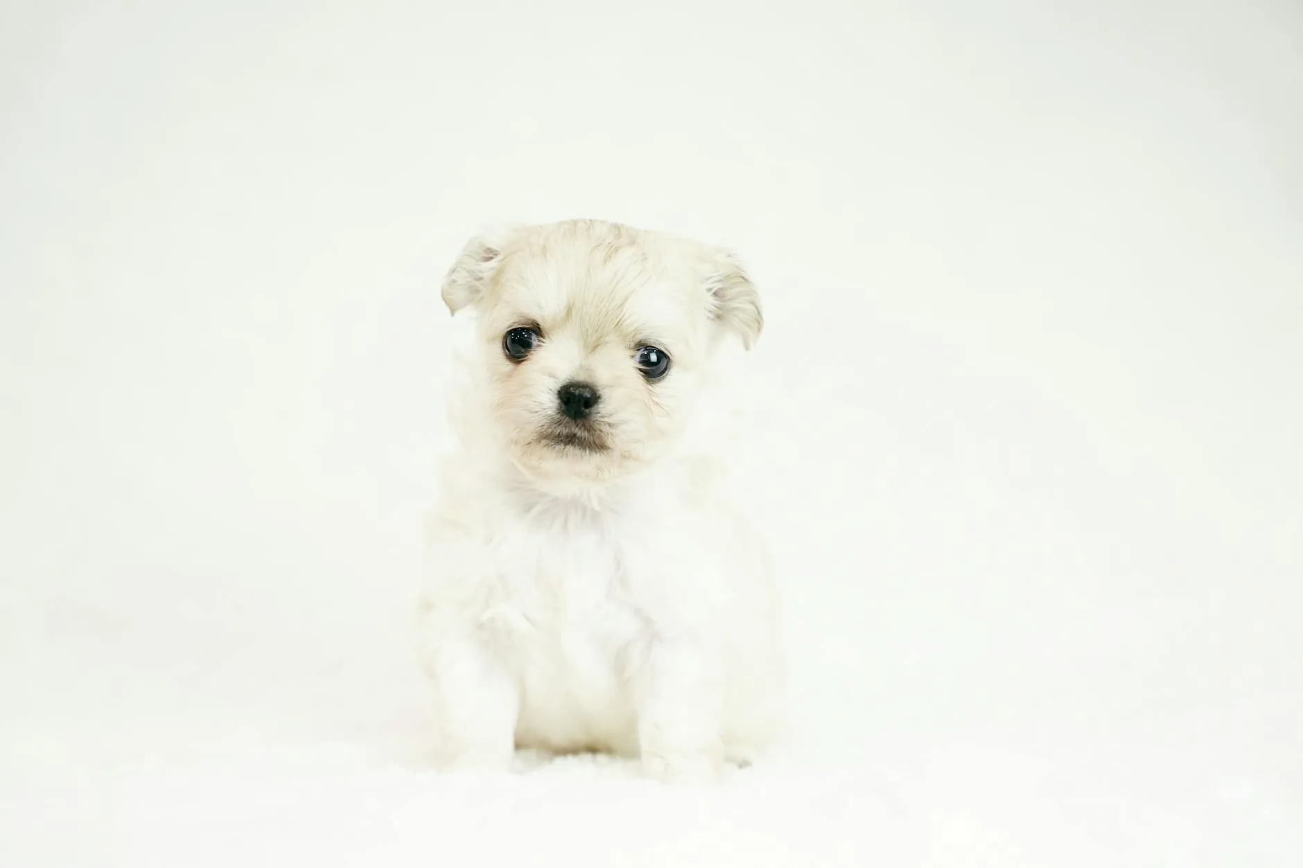 Follikulaarinen konjunktiviitti koiralla – oireet, diagnoosi ja hoito