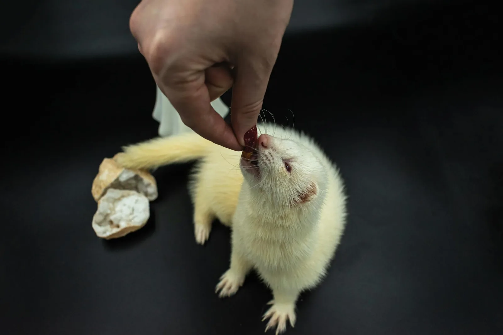 Pienet eläinperäiset palkkiot toimivat fretillä paremmin kuin makeat tai viljapohjaiset naposteltavat, jotka ovat sille ravitsemuksellisesti huono vaihto