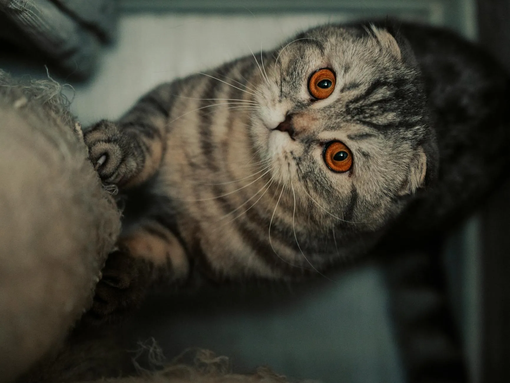 Idiopaattinen kystiitti kissalla – Oireet ja hoito