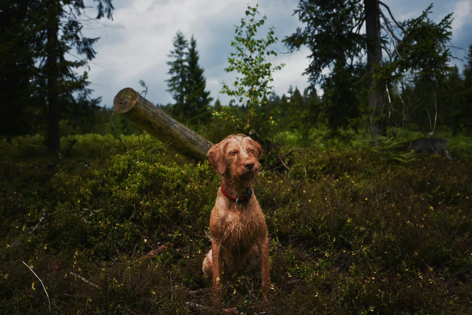 Juhannuksen sankari ei ole koira, joka hyppää ensimmäisenä laiturilta, vaan omistaja joka miettii etukäteen miten eläin pääsee turvallisesti takaisin ylös
