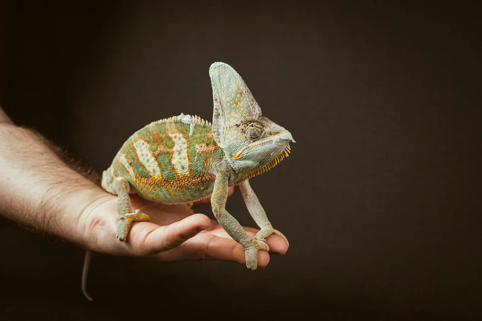 Kameleontin terraarion tärkeimmät asiat eivät näy pelkässä ulkonäössä, vaan siinä miten valo, lämpö, kosteus ja kiipeilypinnat toimivat yhdessä päivästä toiseen