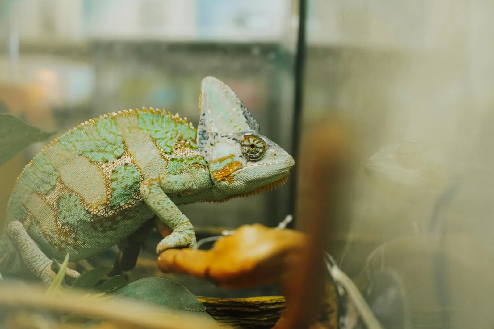 Kameleontti lemmikkinä – Vaativa mutta palkitseva matelija