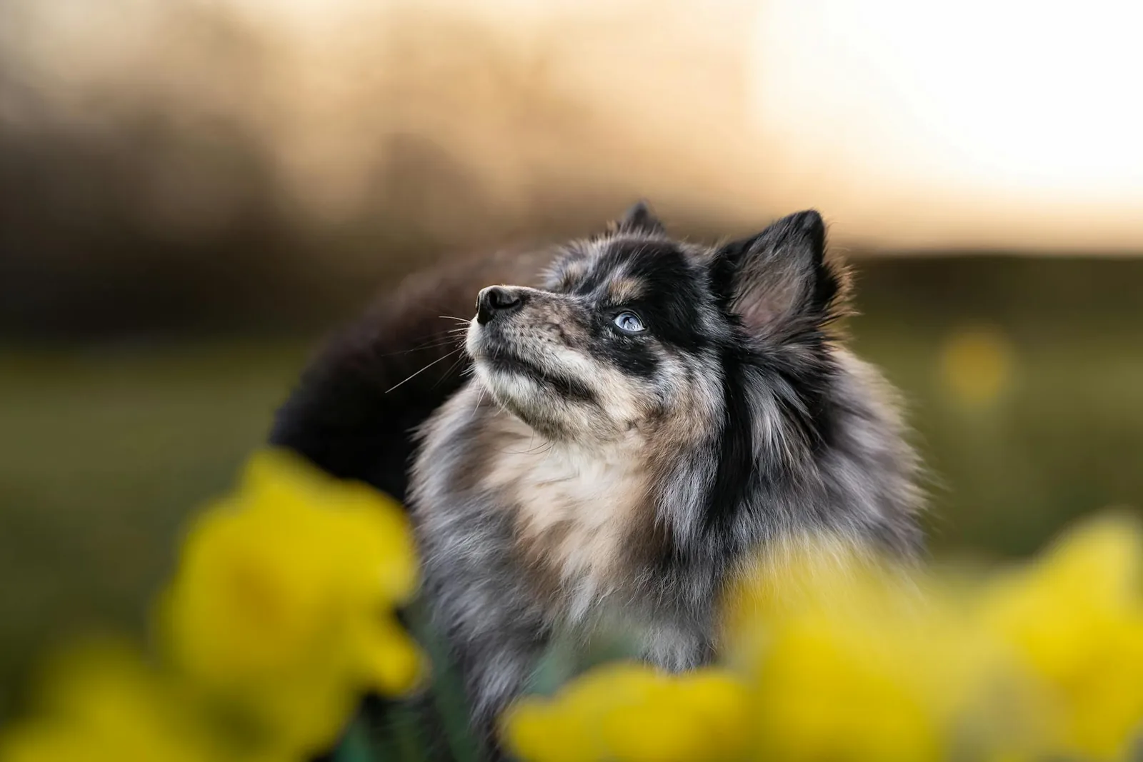 Koira kevätkukkien keskellä puutarhassa