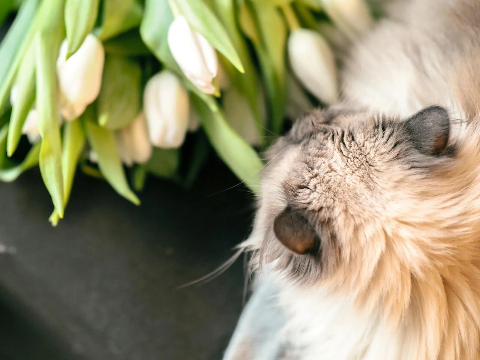 Kissa lepää kevätkukkien vieressä ikkunalla