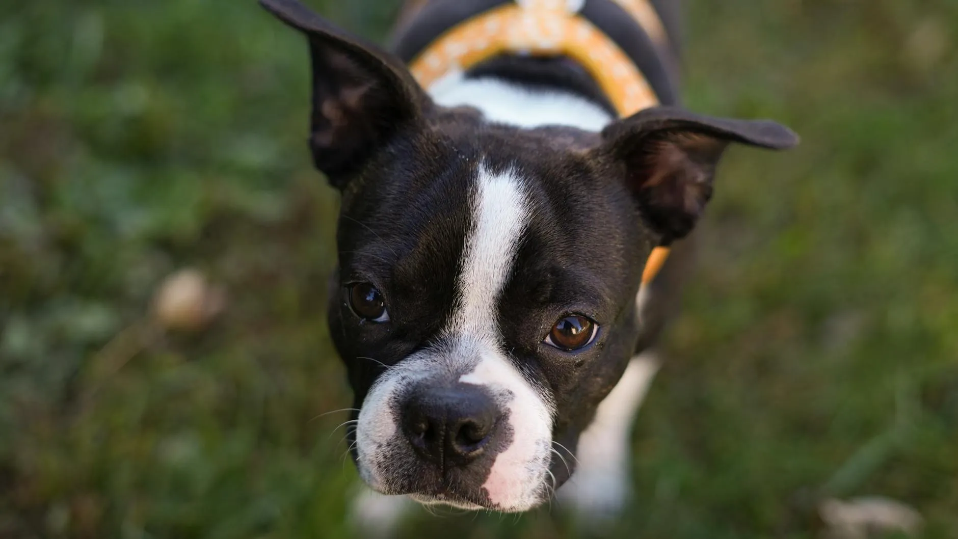 Kilpirauhasen vajaatoiminta koiralla – Oireet ja hoito