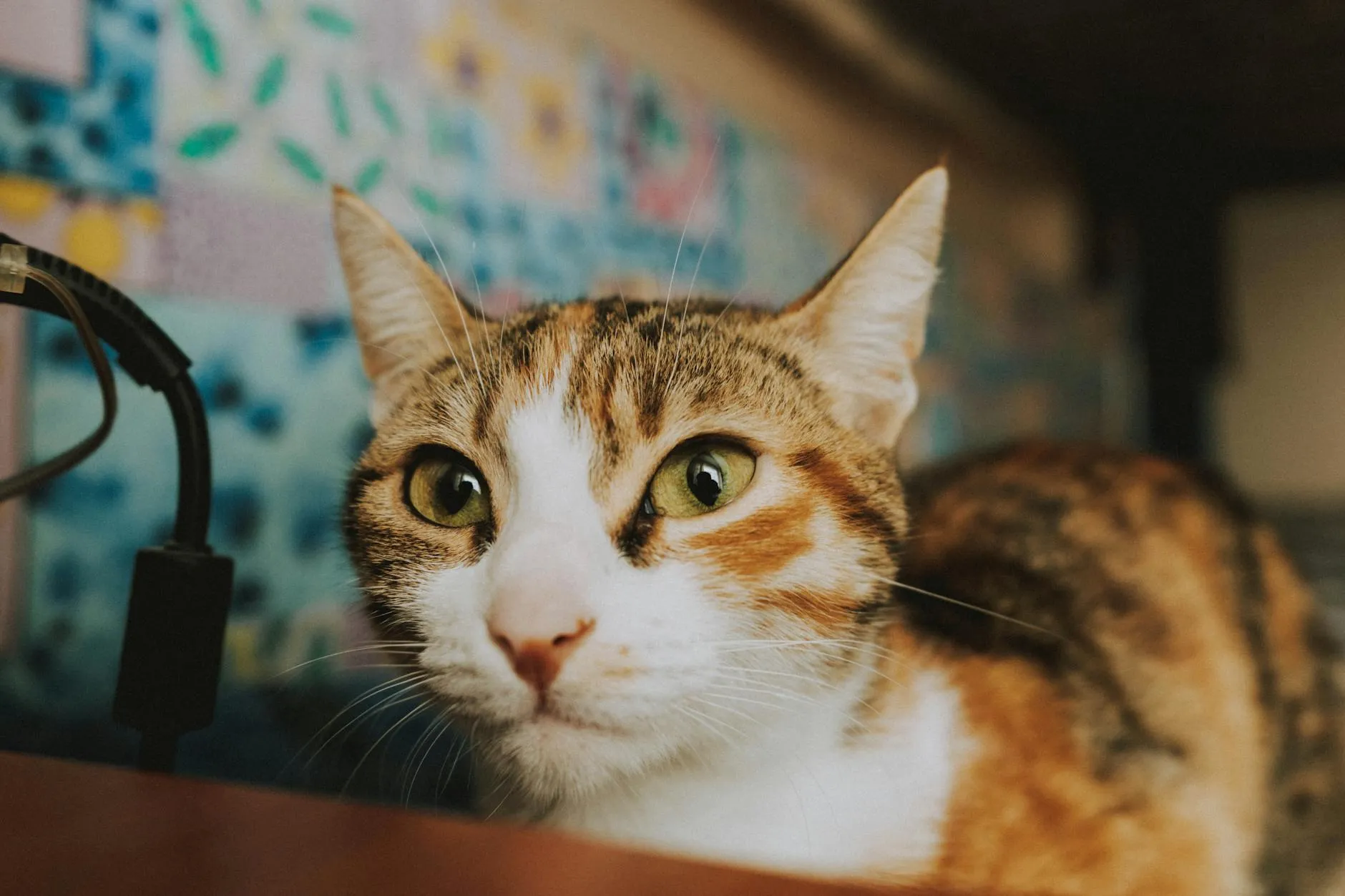 Kissa ei kakkaa – Syyt ja milloin hoitoon