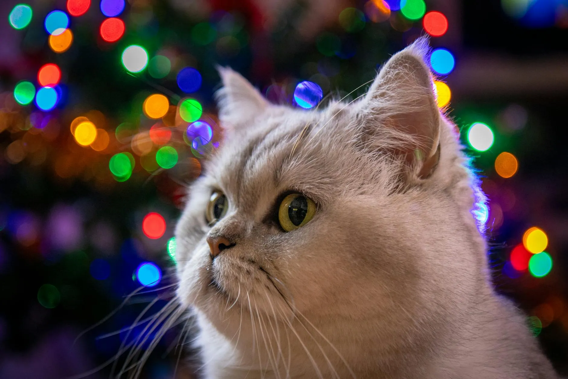 Kissa ei pissaa – Syyt ja vaaran merkit