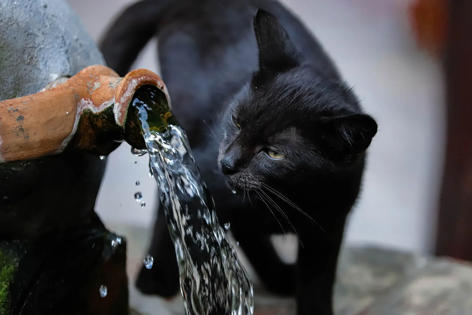 Kissa juo vettä, kun lisääntynyt juominen voi olla sairauden oire