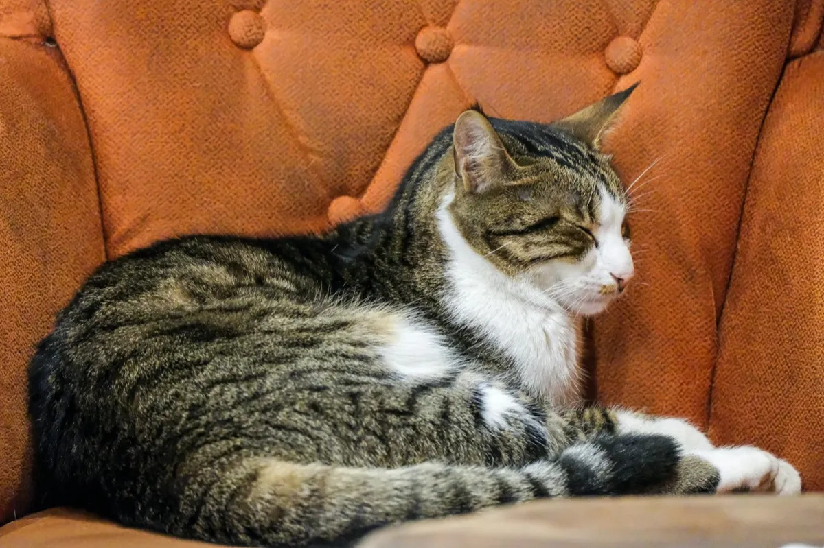 Kissan kipulääke – Vaaralliset ja turvalliset 2026