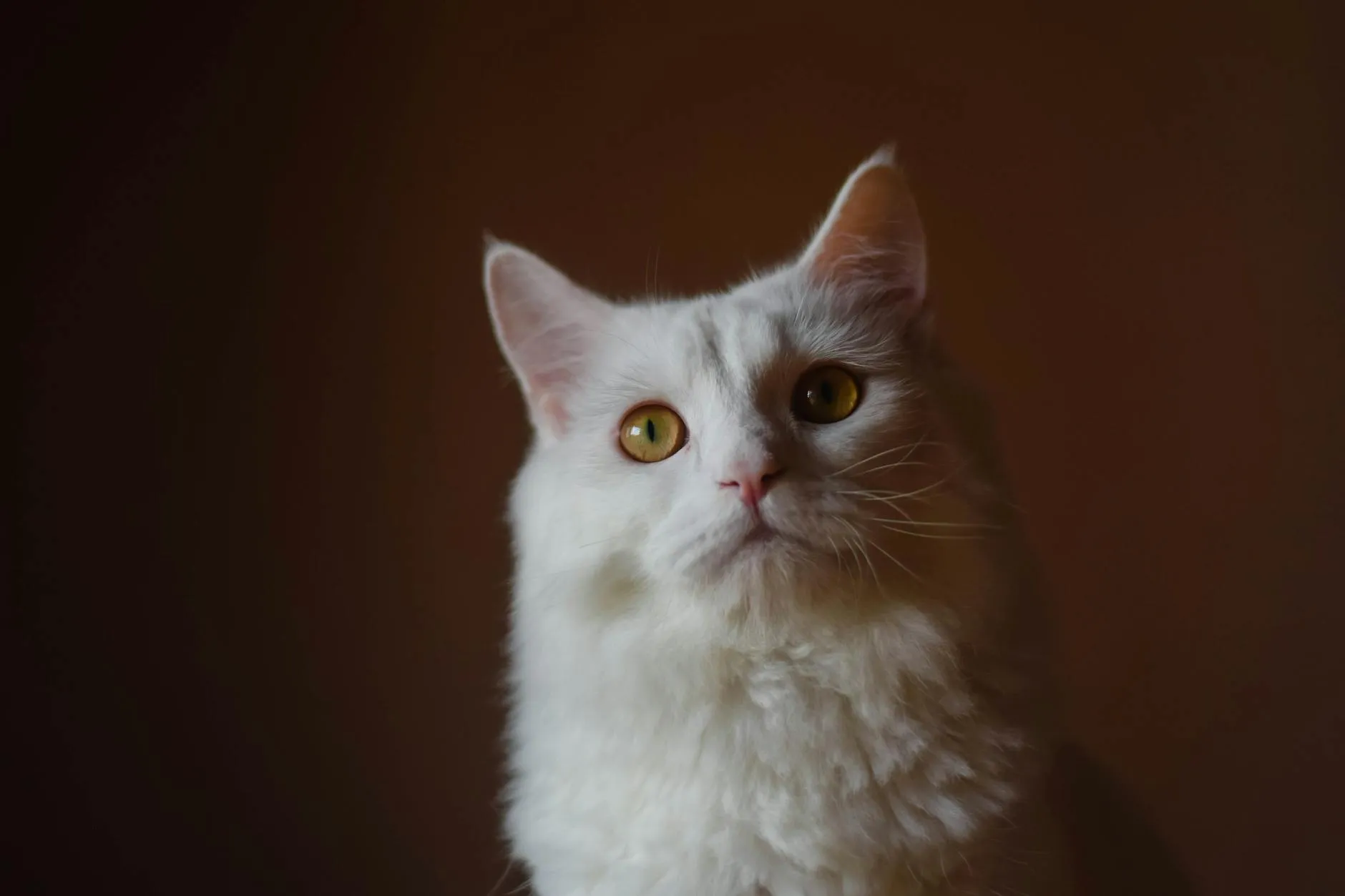 Kissa pissaa väärään paikkaan – Syyt ja käytöshoito