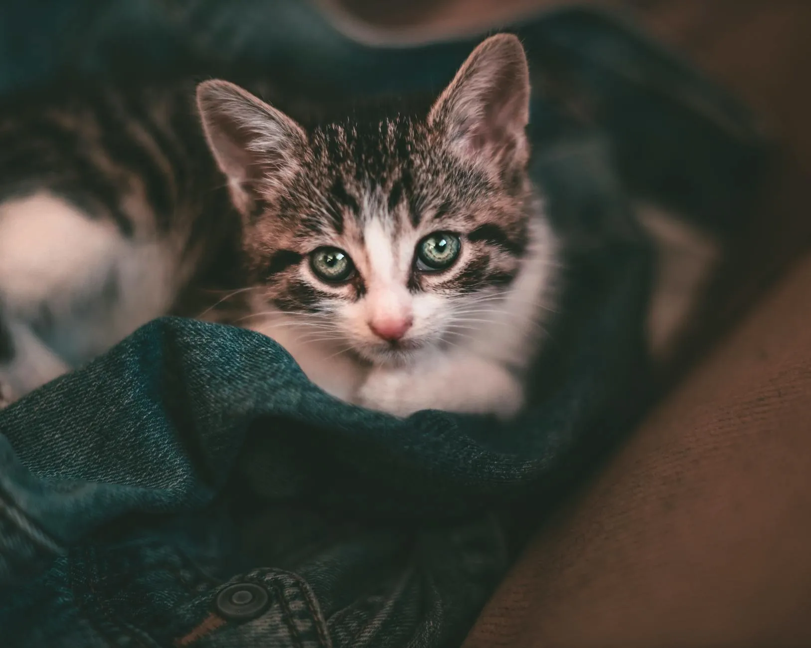 Kissan eleet – näin tulkitset kissasi kehonkieltä oikein