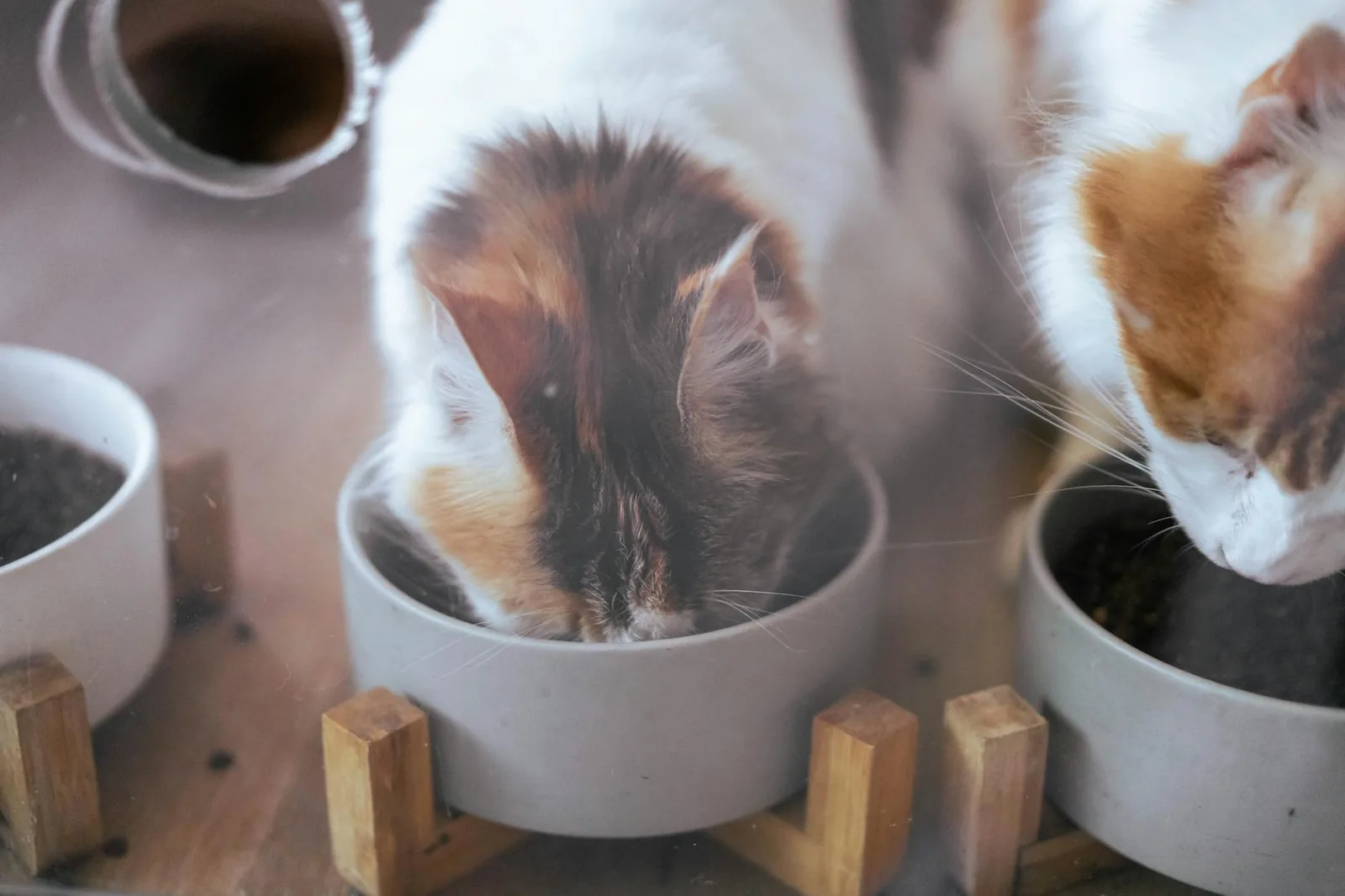 Kissa syö pehmeää ruokaa, kun hammaskipu tai suun aristus vaikeuttaa pureskelua