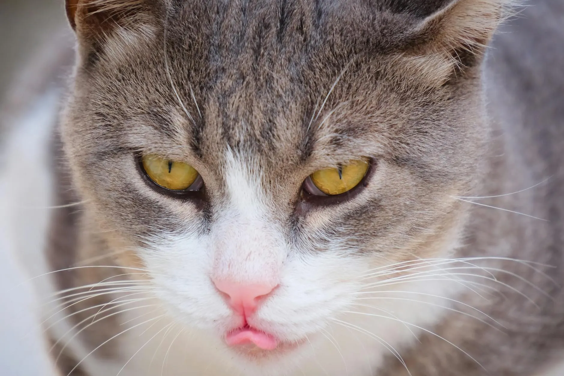Kissan ikä laskuri – Kuinka vanha kissasi on ihmisen iässä