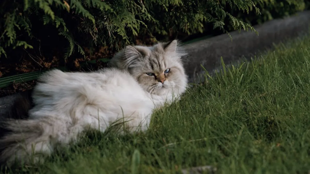 Kissan kastraatio – Ikä, hinta ja toipuminen