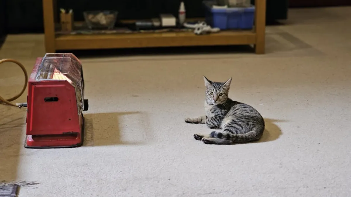 Kissan kiima – Oireet, kesto ja käyttäytyminen