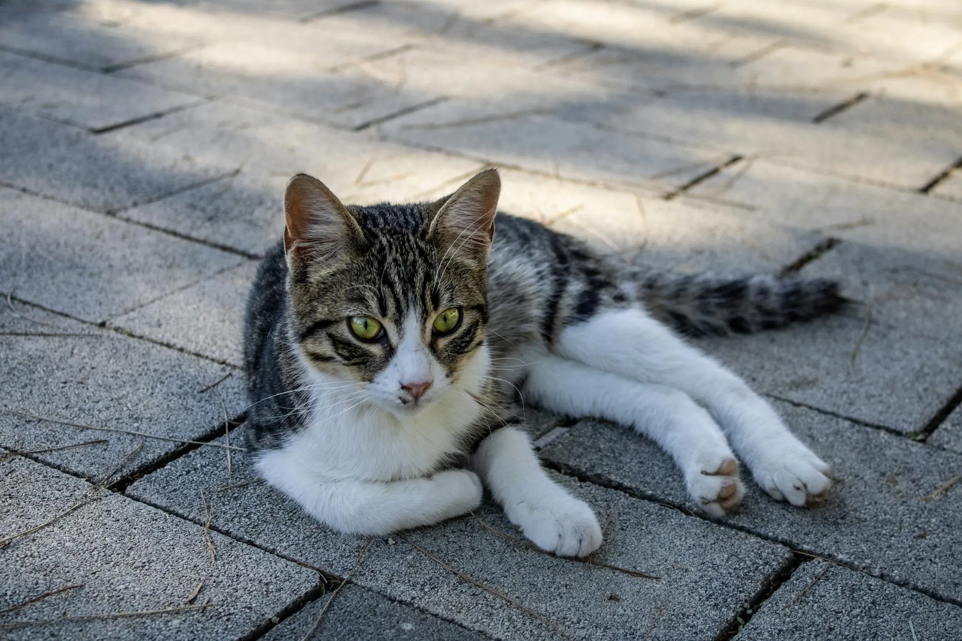 Kissan kipulääke – Turvalliset vaihtoehdot