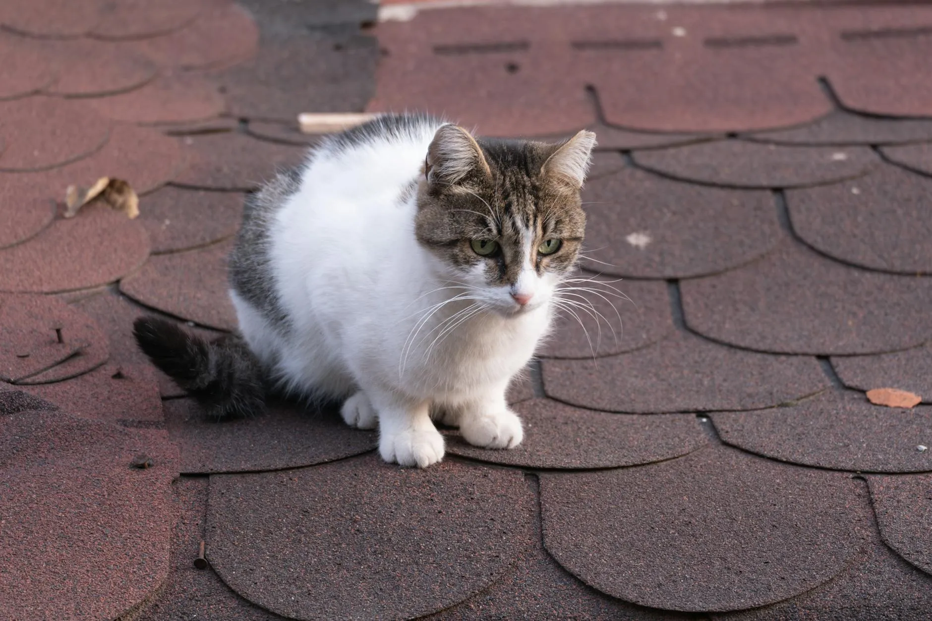 Kissan munuaisten vajaatoiminta – Oireet, hoito ja ruokavalio