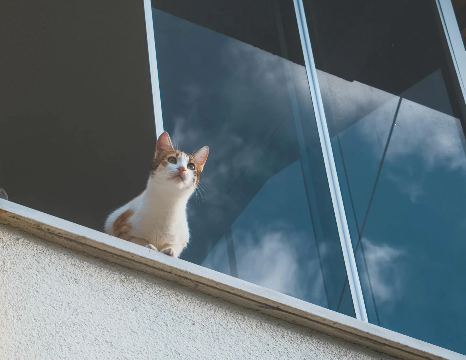 Kissalle turvallinen parveke yhdistää virikkeet, myrkyttömät kasvit, varjon ja mahdollisuuden poistua sisälle silloin kun sää tai äänet alkavat stressata