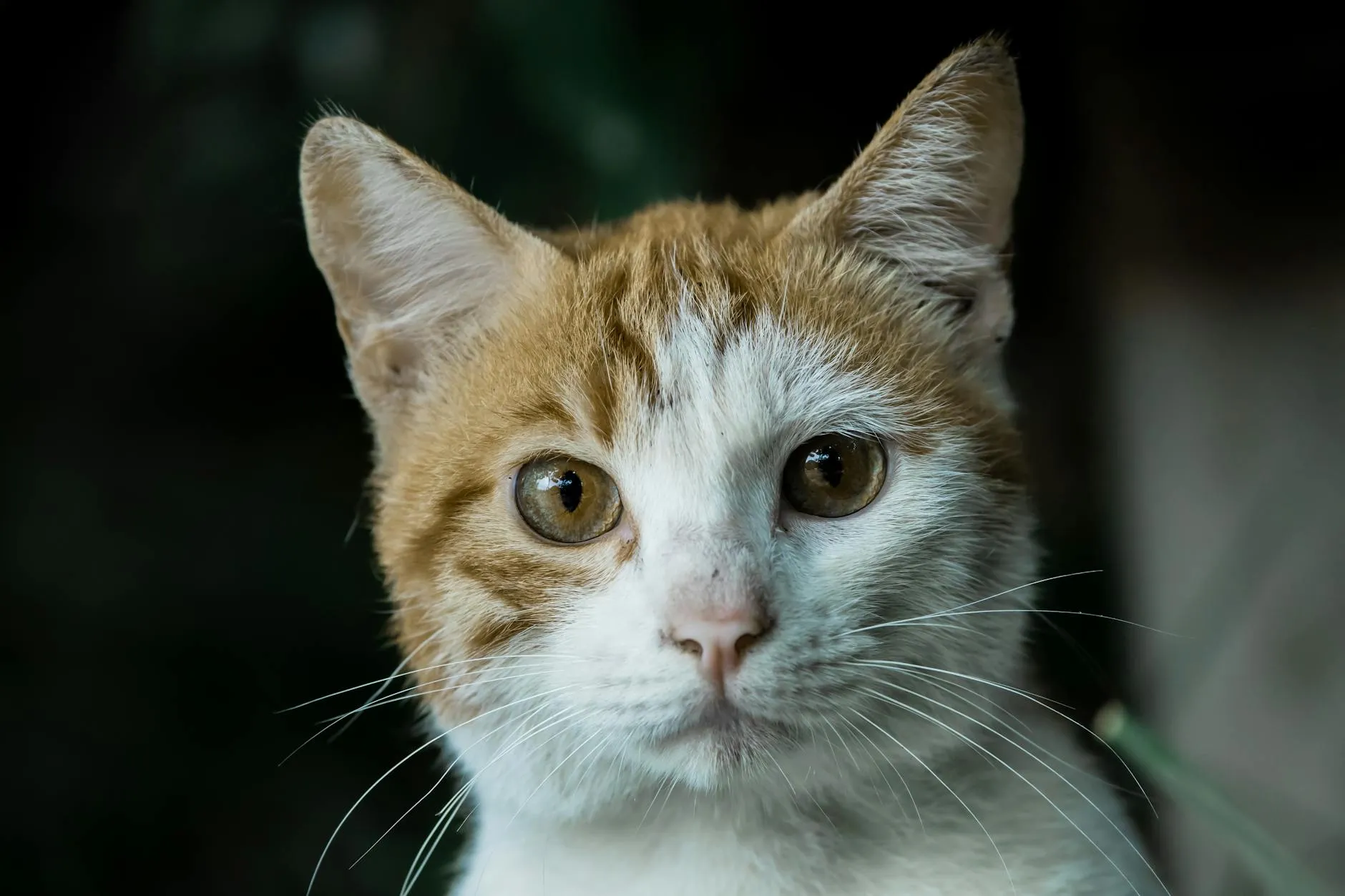 Kissan sirutus – Miksi, miten ja mitä maksaa