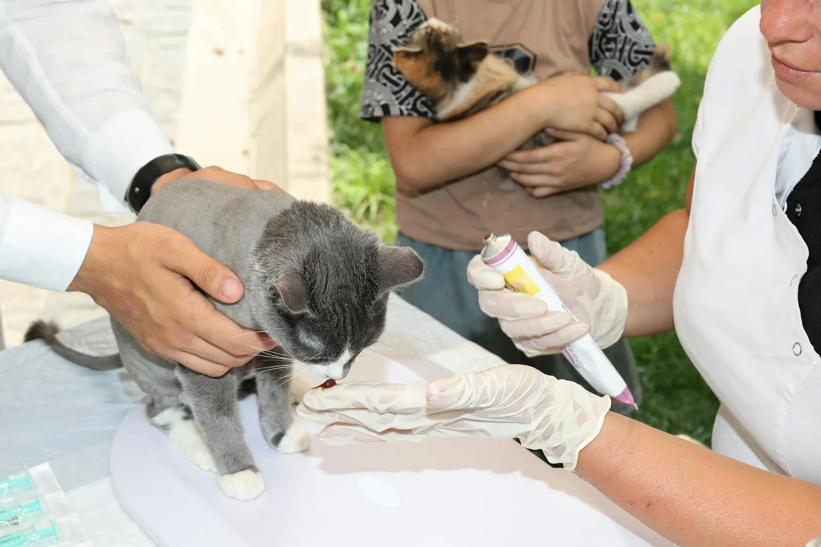 Laihtuva mutta hyvin syövä seniorikissa kannattaa tutkia ajoissa eikä vasta sitten kun kunto romahtaa