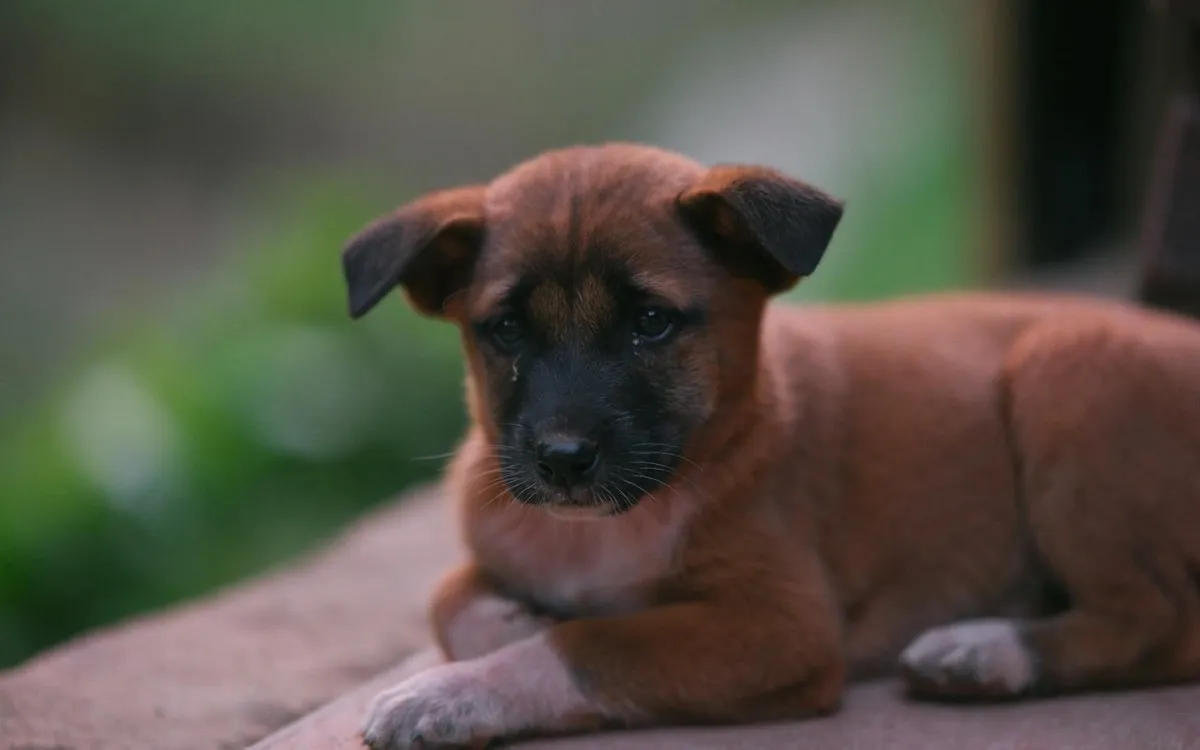 Kissanpennun hoito – Kattava opas uudelle omistajalle