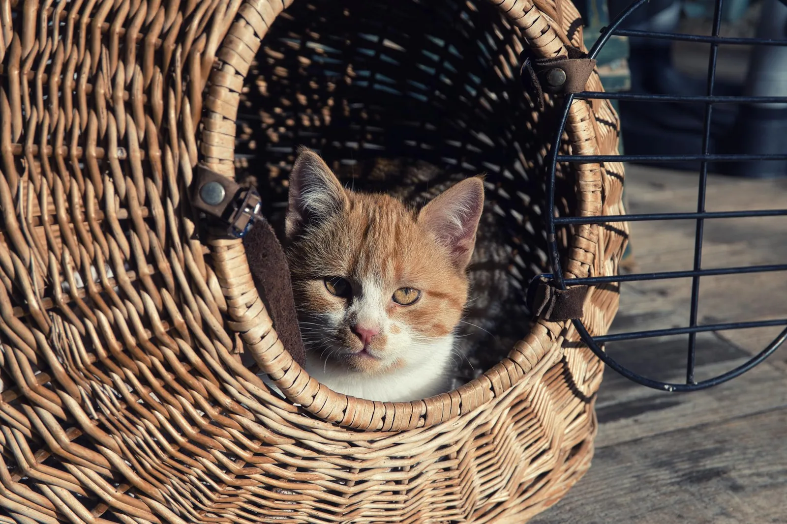 Kissanpentu oppii käsittelyä, ääniä ja uusia ihmisiä parhaiten leikin, herkkujen ja lyhyiden onnistuneiden harjoitusten kautta