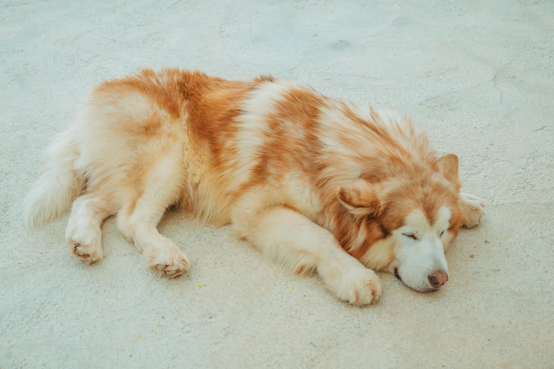 Koiran äkillinen kipukohtaus – Ensiapuohjeet