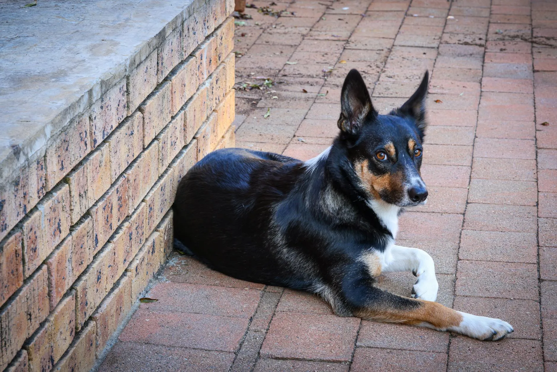 Koiran anaalirauhasen tyhjennys – Ohjeet kotona tekemiseen