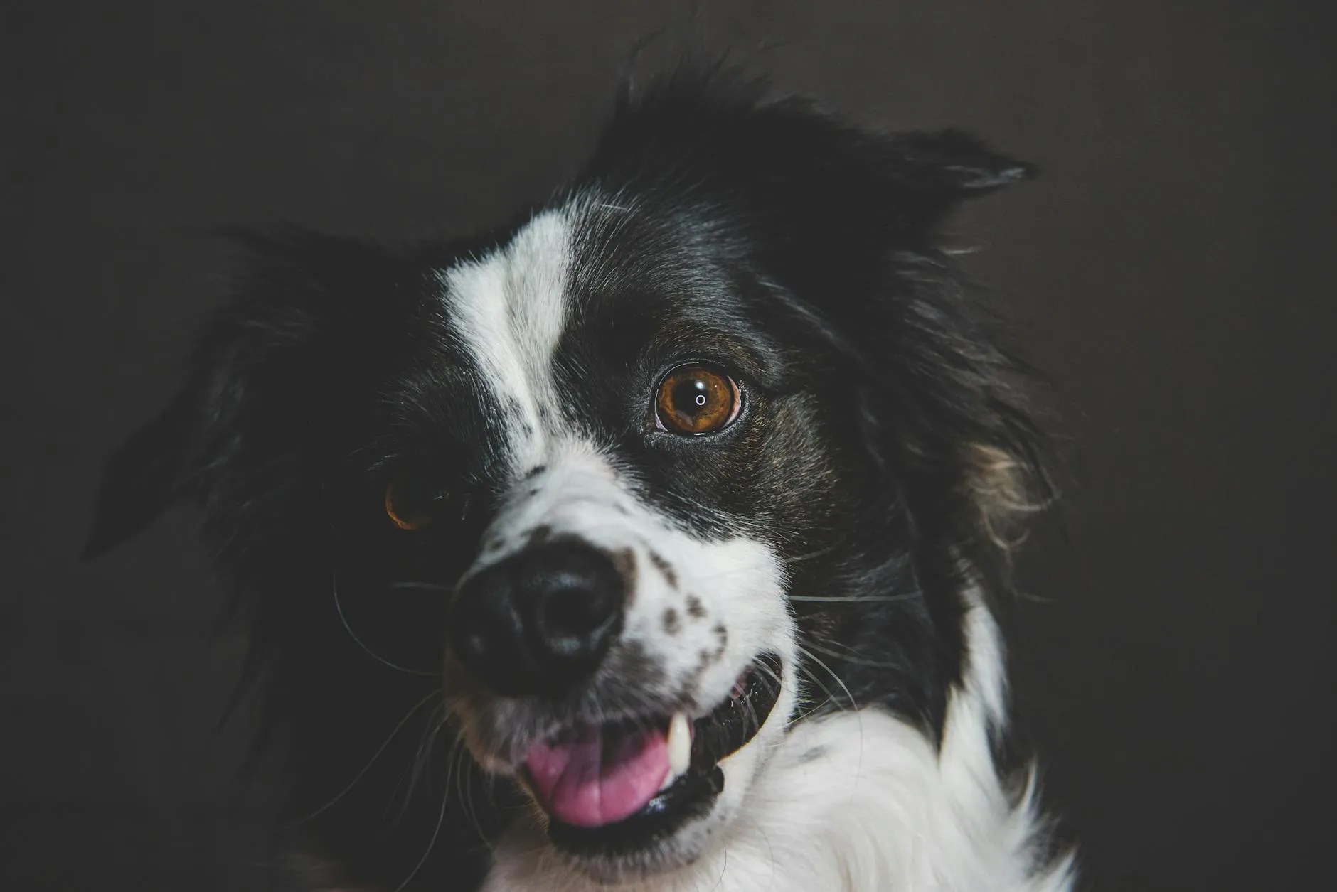 Koiran fistelin hoito – Oireet ja leikkaus