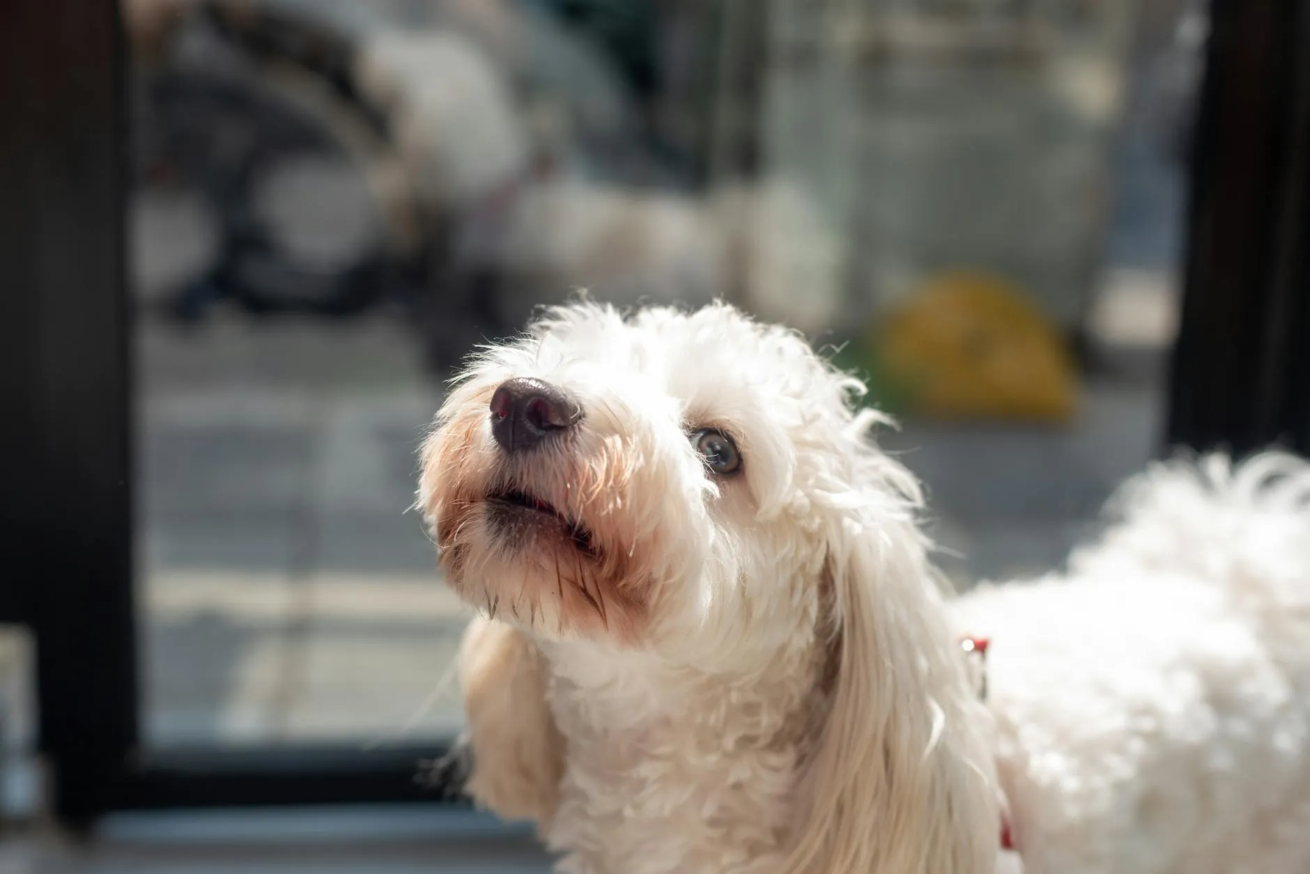 Koiran hengitys rohisee – 7 syytä ja hoito-ohjeet