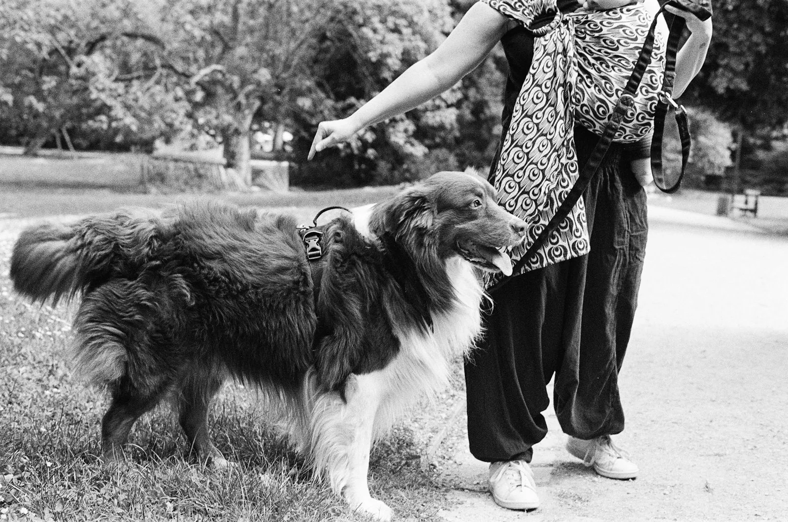 Löysä hihna ei tarkoita tylsää lenkkiä vaan sellaista lenkkiä, jossa koira pystyy onnistumaan ilman että se hinaa ihmistä kohti seuraavaa hajua tai häiriötä
