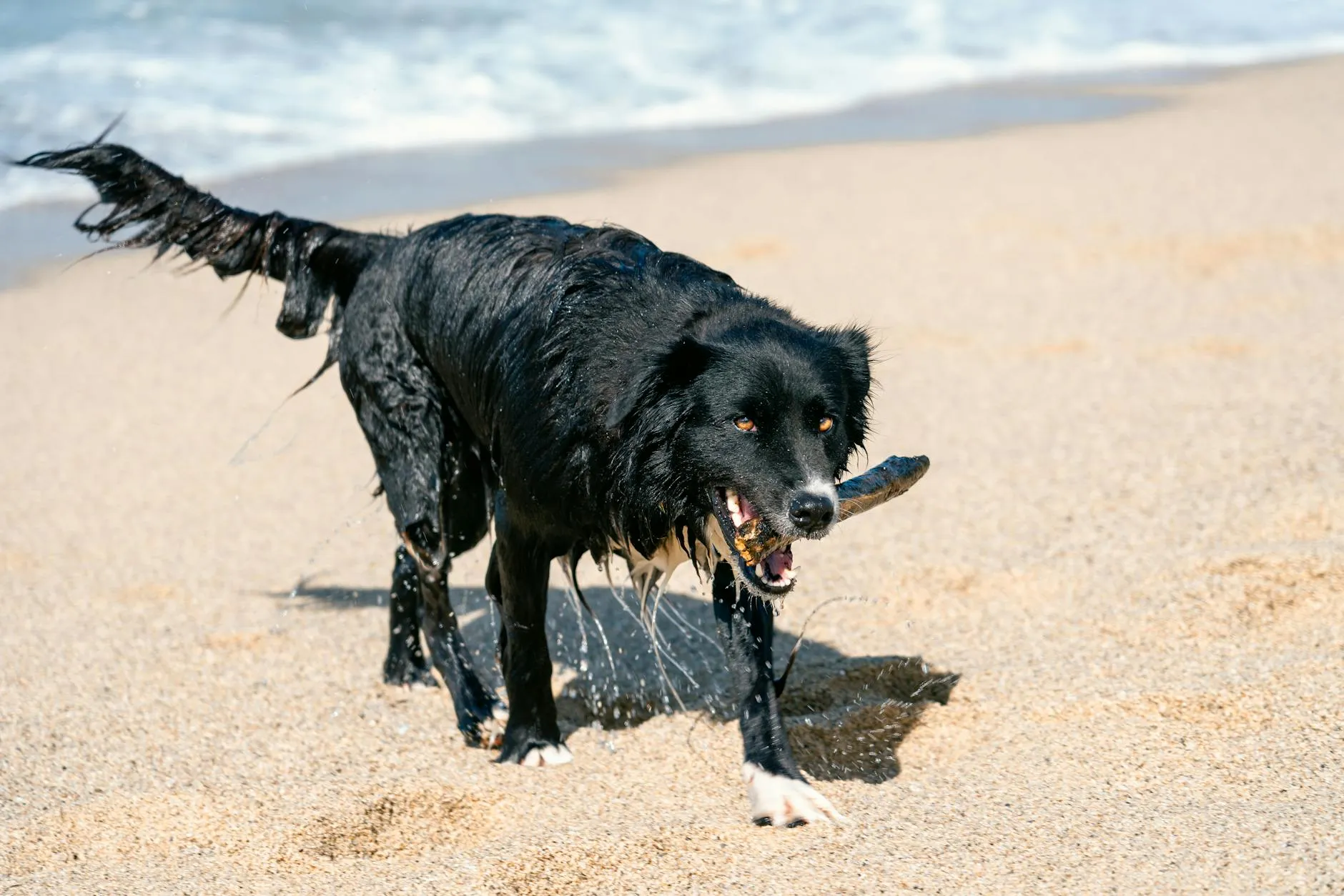Koiran käytösongelmat – Yleisimmät ja ratkaisut