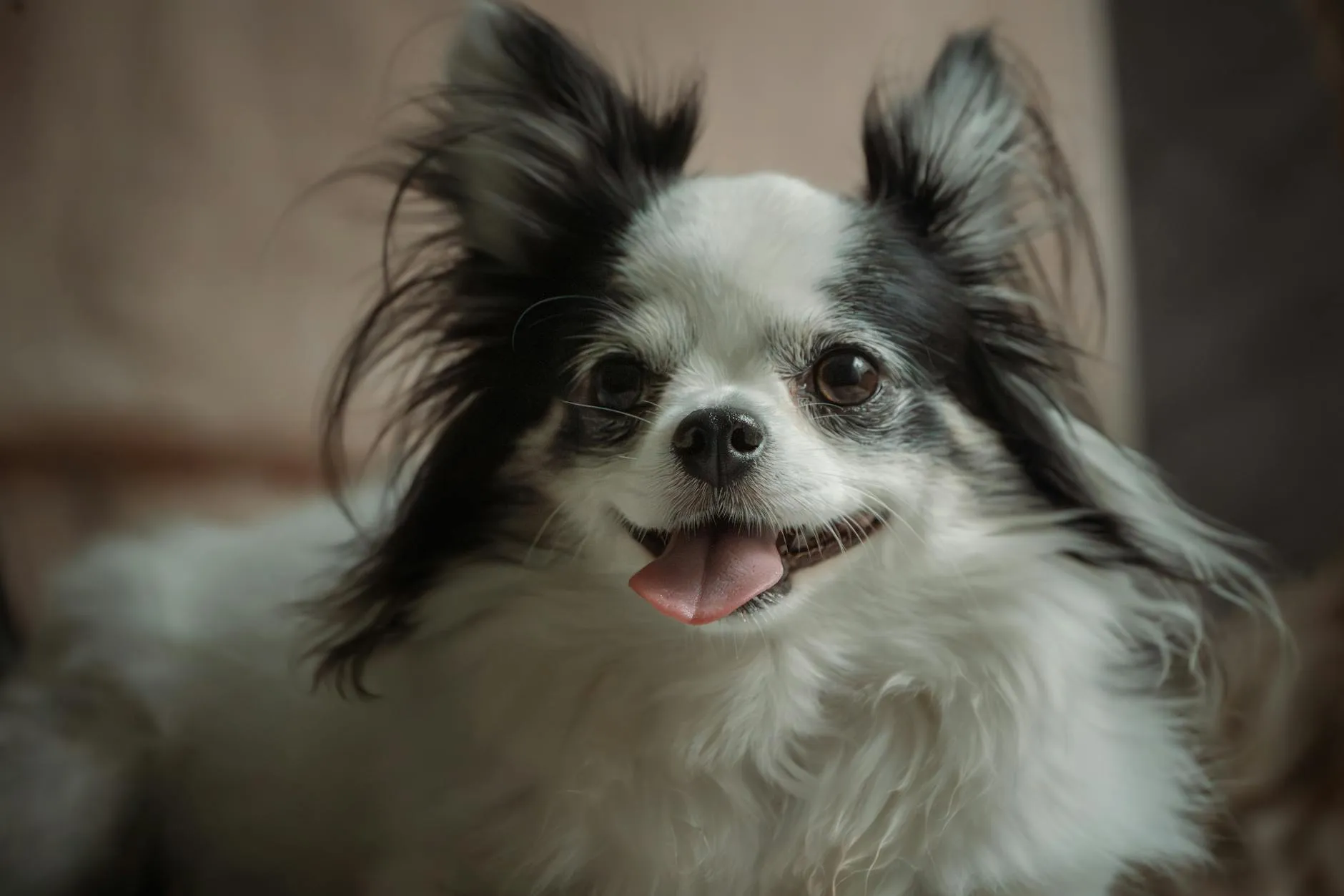 Koiran kuume – Oireet, mittaaminen ja kotihoito