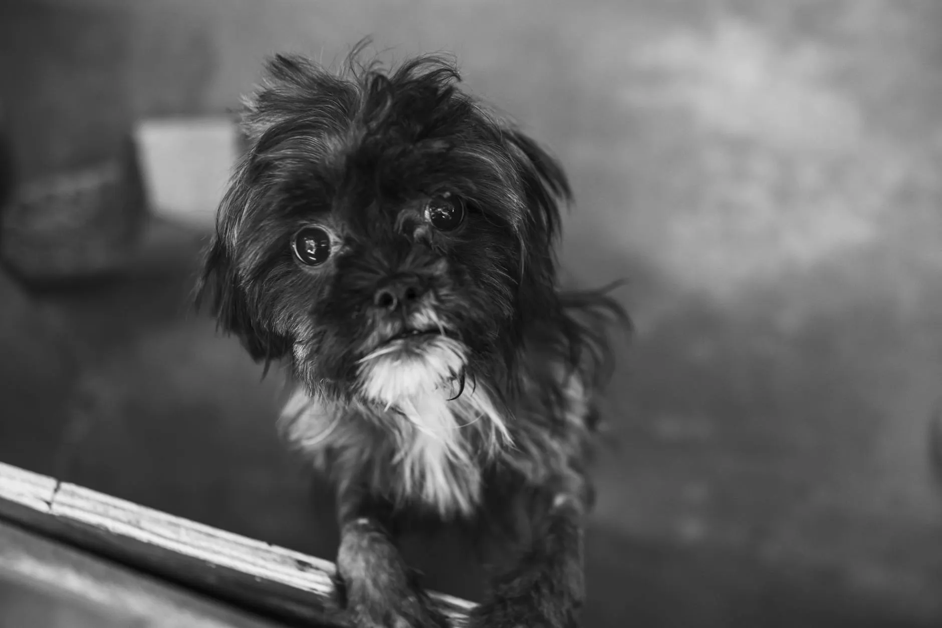 Koiran madot – Oireet, tyypit ja hoito