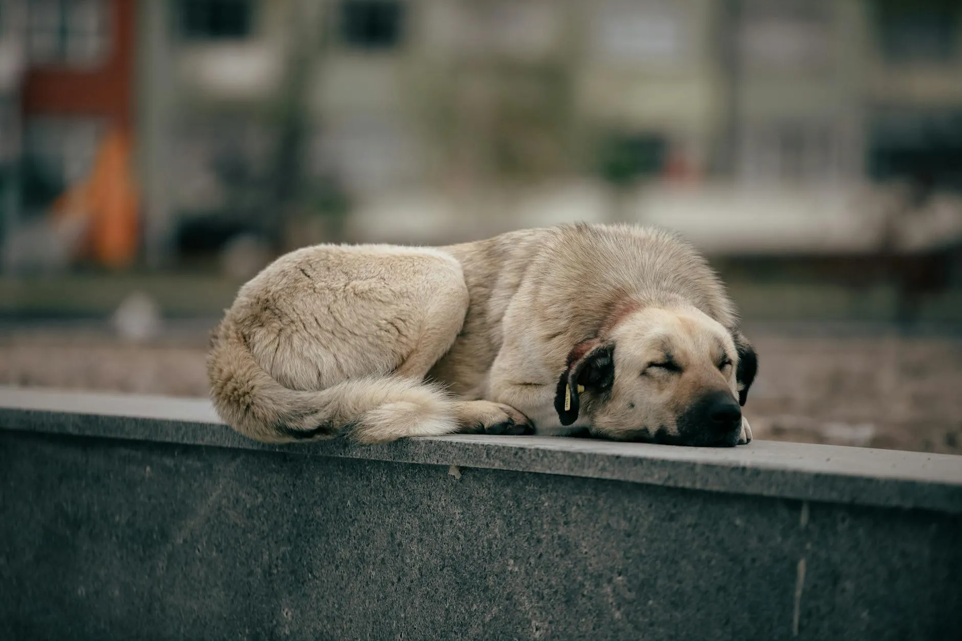 Koiran mahakipu – Syyt, oireet ja hoito