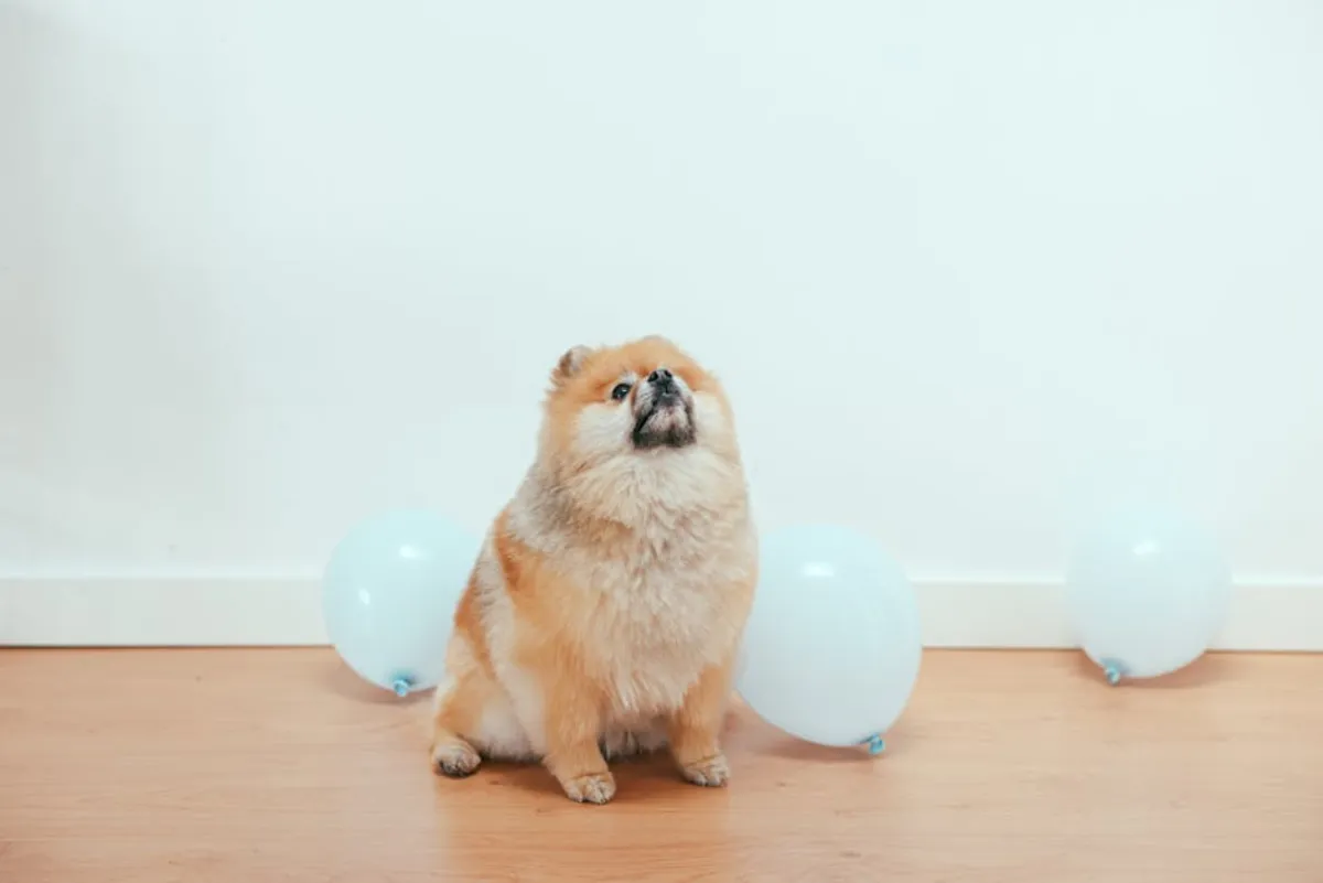 Koiran närästys – Oireet, syyt ja tehokas kotihoito