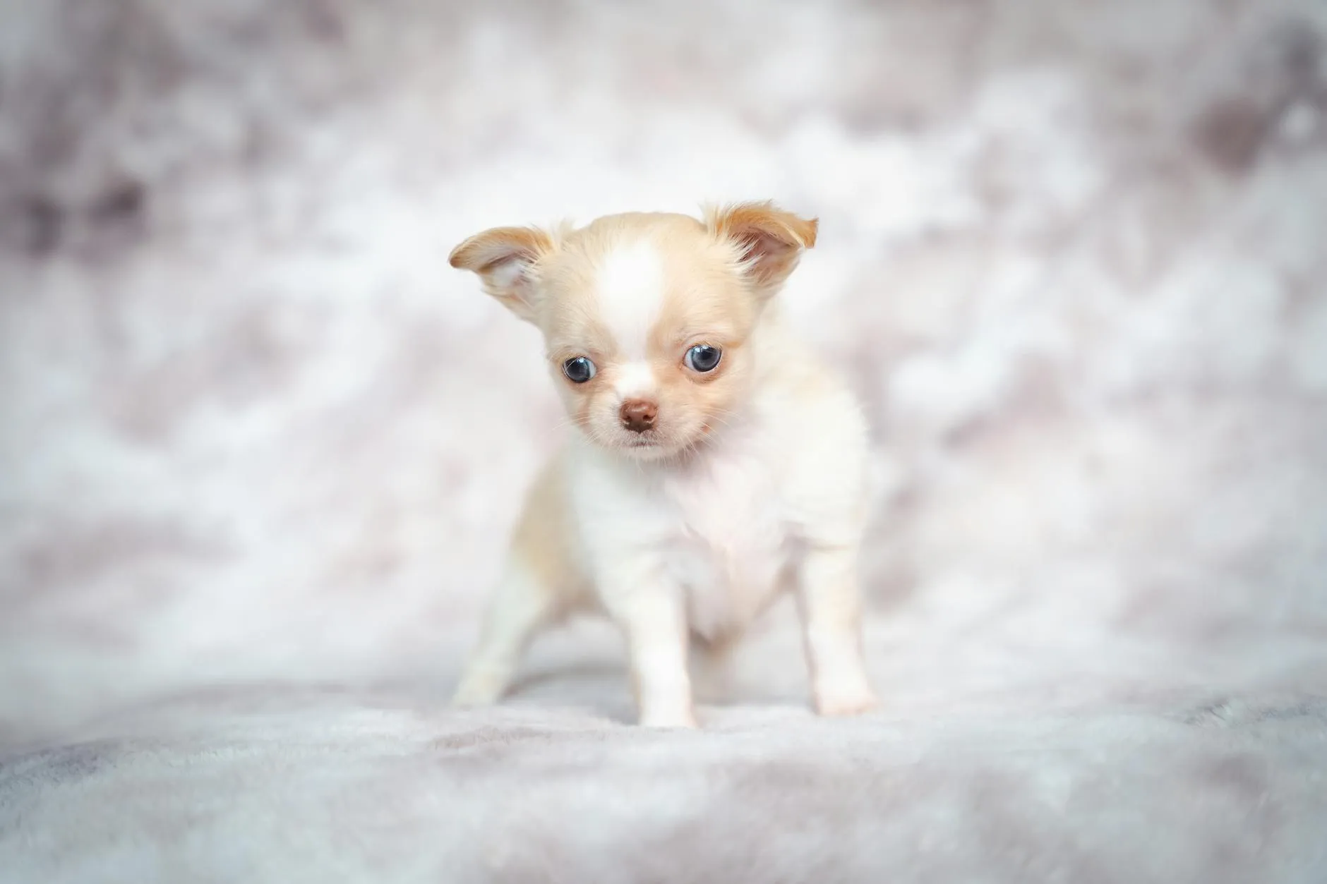 Koiran nivustyrä – Oireet, diagnoosi ja leikkaushoito