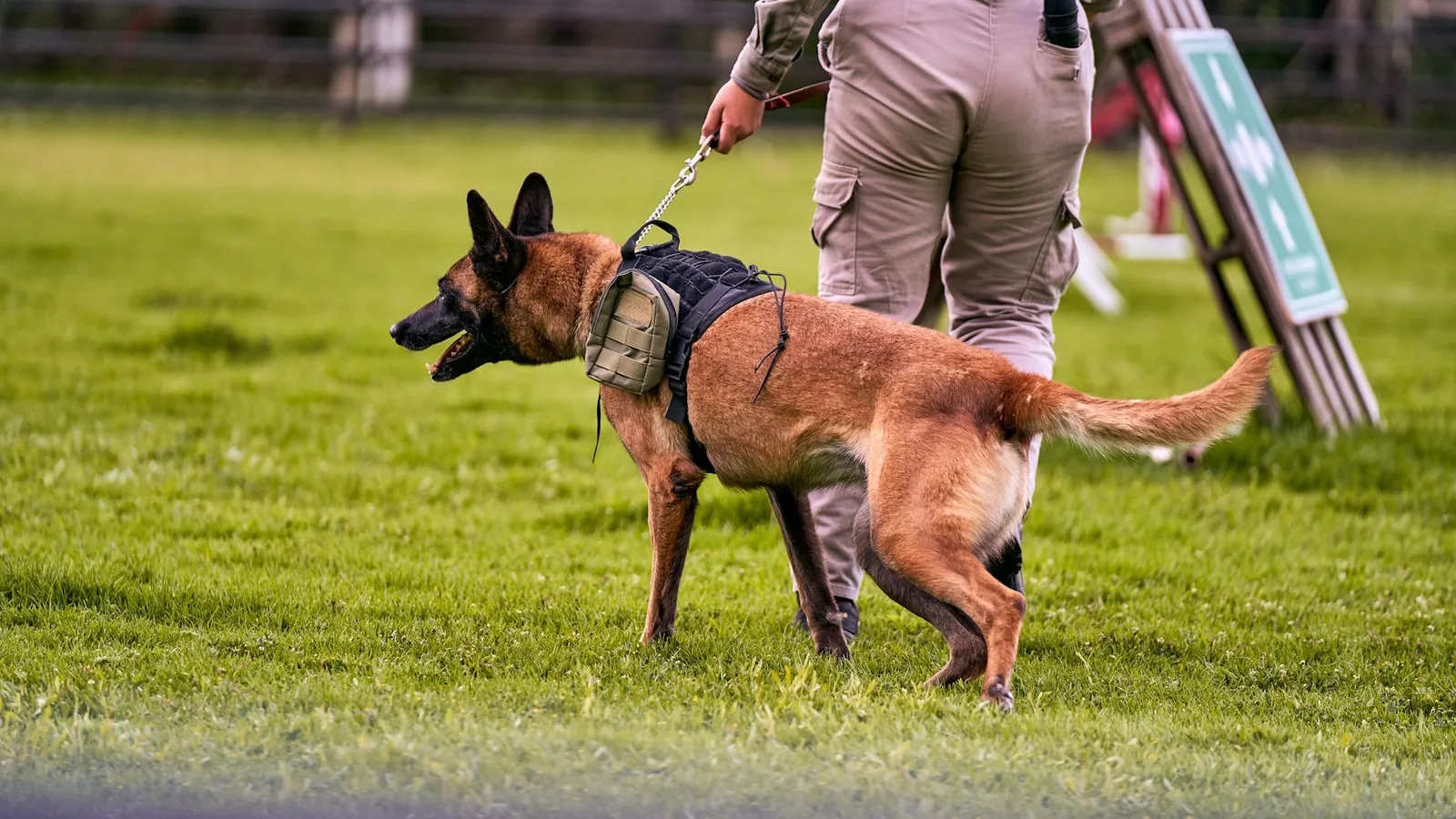 Koiran nosework-kilpailu – Valmistautuminen ensimmäiseen kisaan