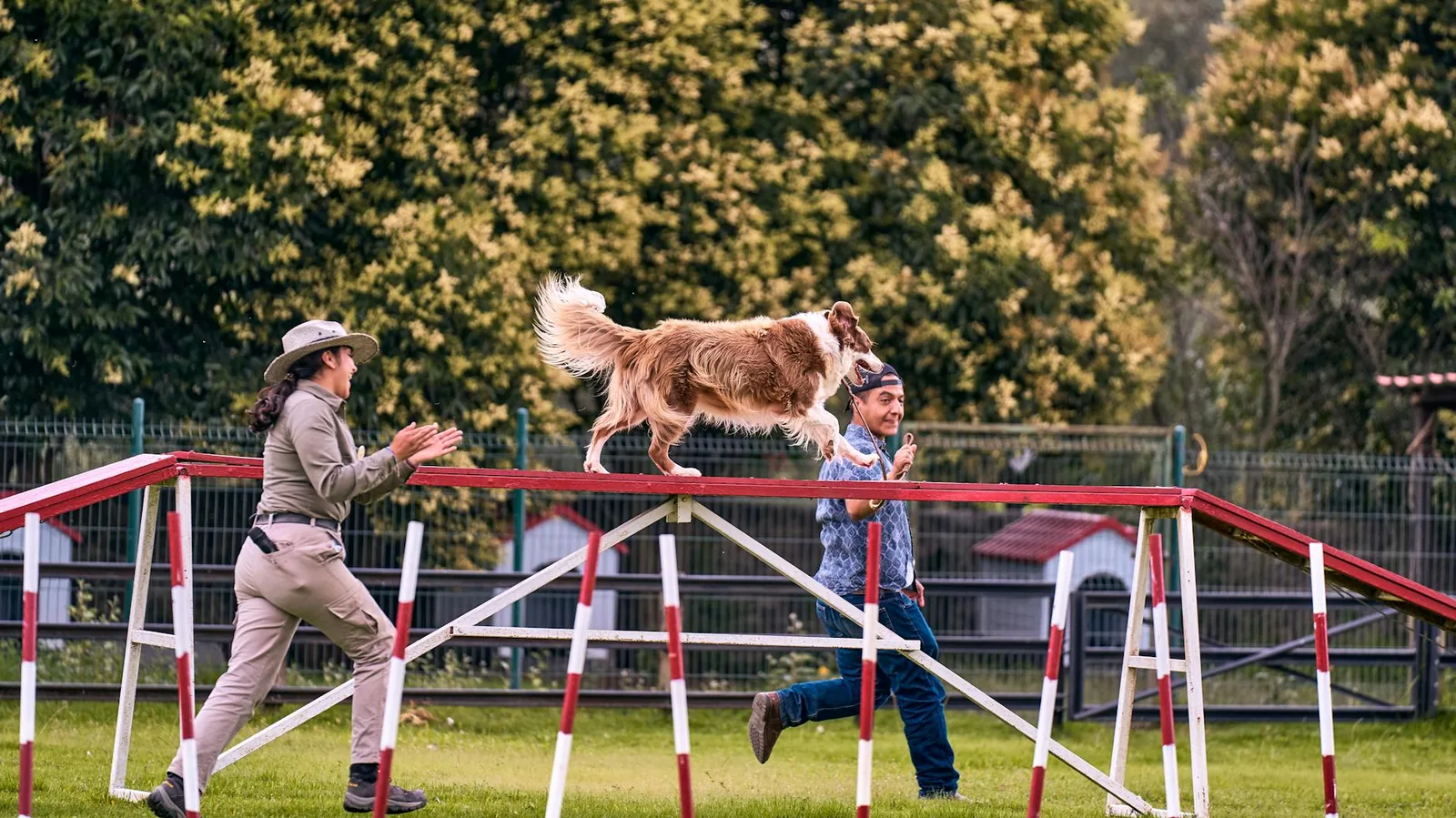 Rallytokossa koira lukee ennen kaikkea ohjaajan liikettä ja palkkaa