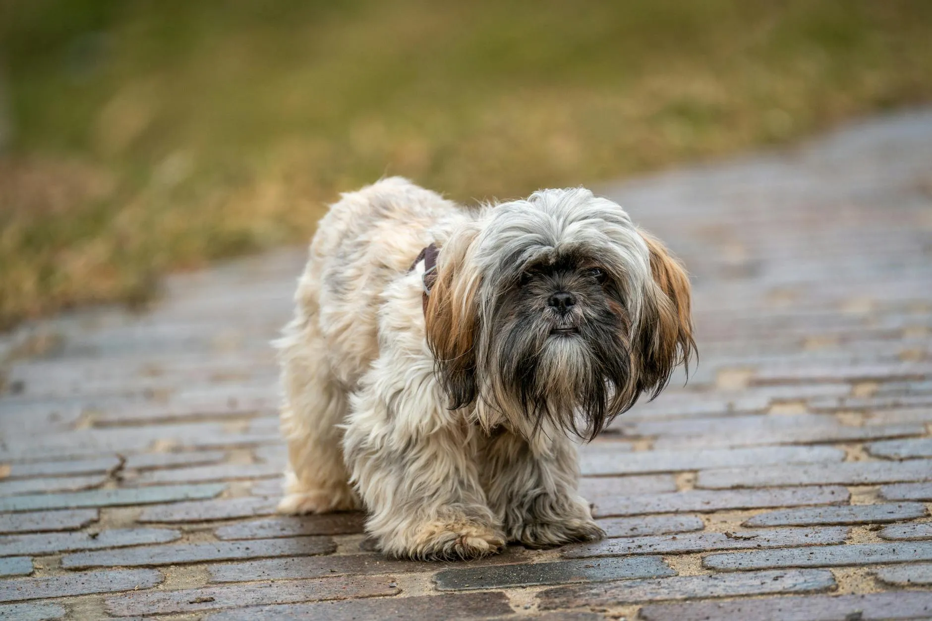 Koiran ripulin hoito – Kotihoito-opas