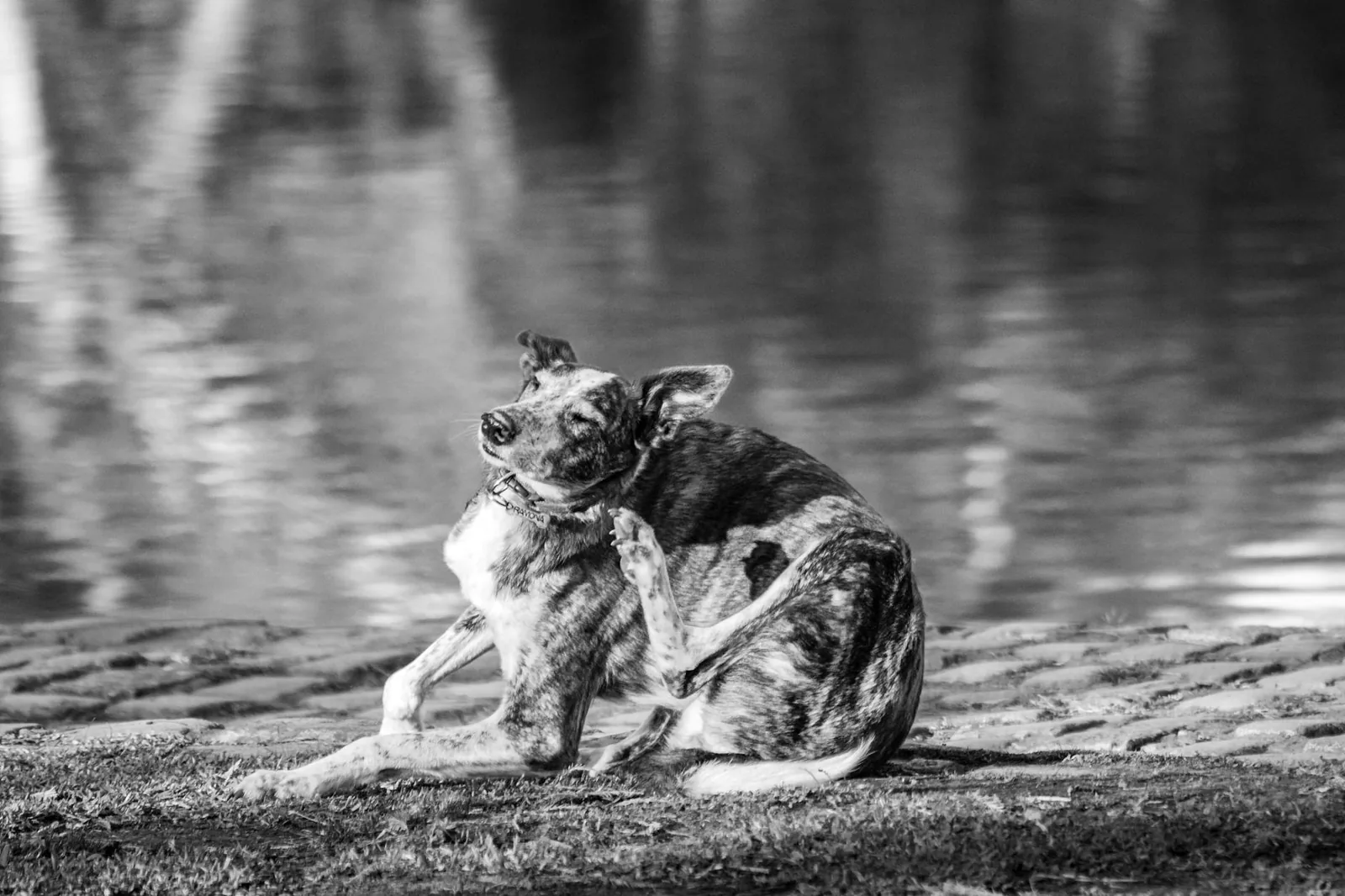 Ruoka-allergisen koiran pitkäaikainen hoito perustuu sopivan täysravinnon löytämiseen ja tuoteselosteiden rauhalliseen lukemiseen
