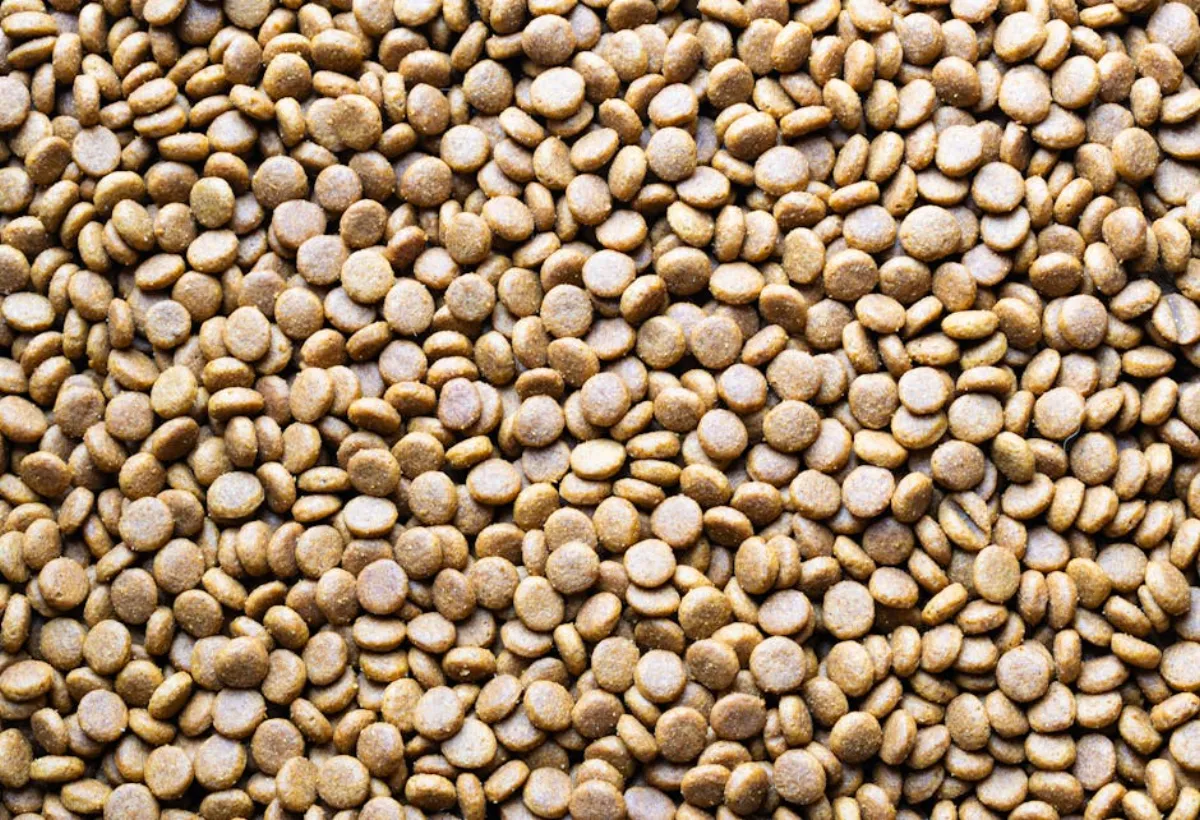 Koiran ruokahaluttomuus – 8 syytä ja ratkaisua