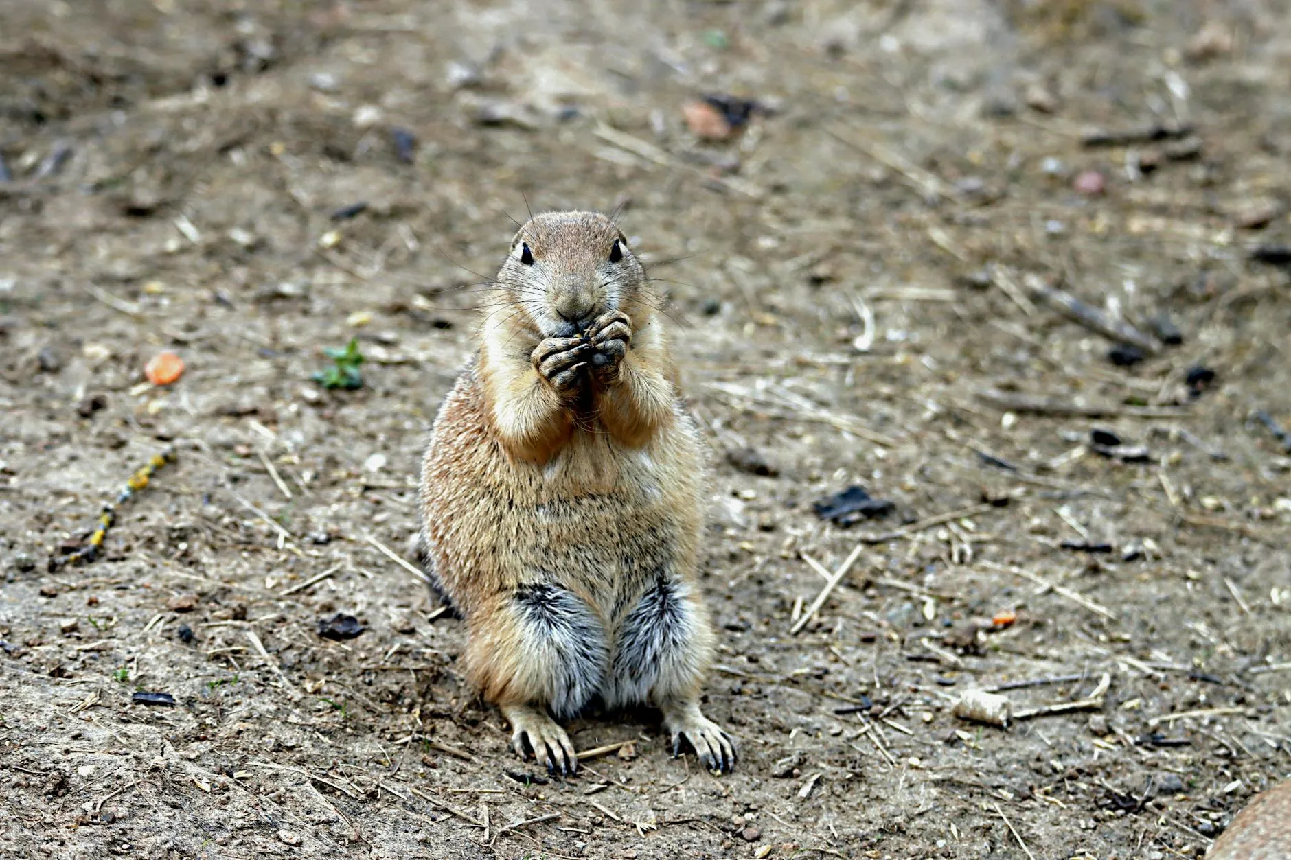Koiran ruokinta – Kuinka usein, kuinka paljon ja mitä